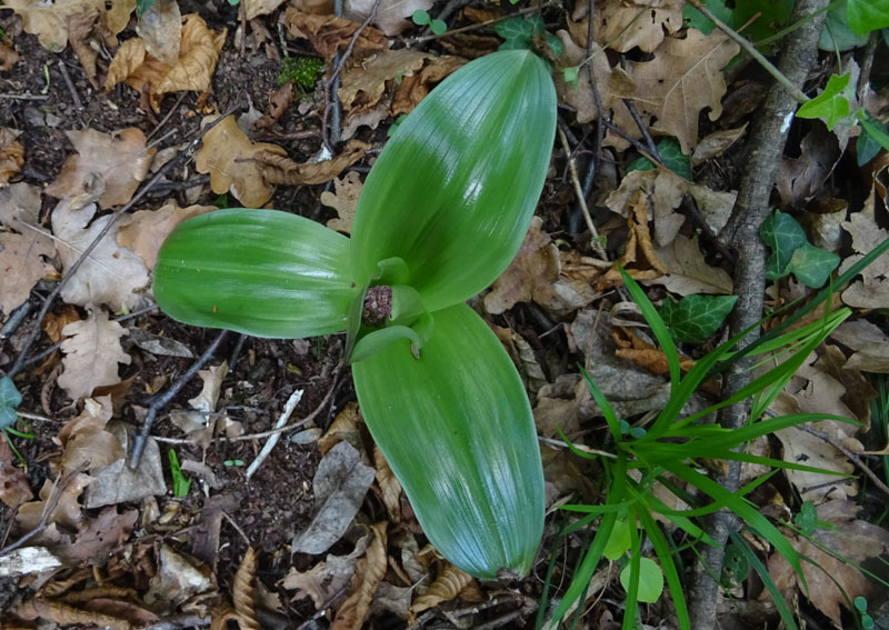 Orchis purpurea